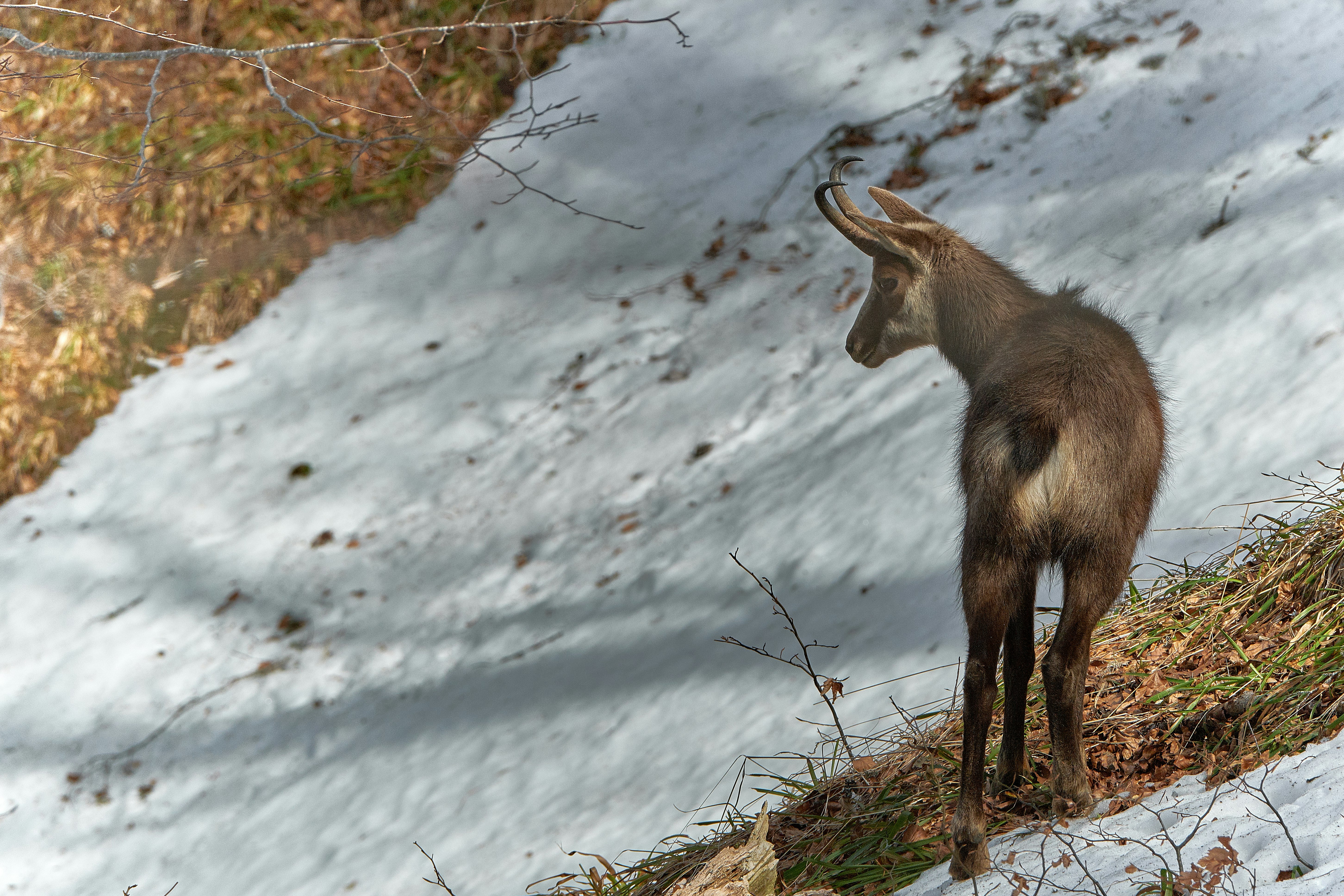 brown animal in open area